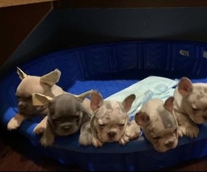 French Bulldog Litter for sale in BAKERSFIELD, CA, USA