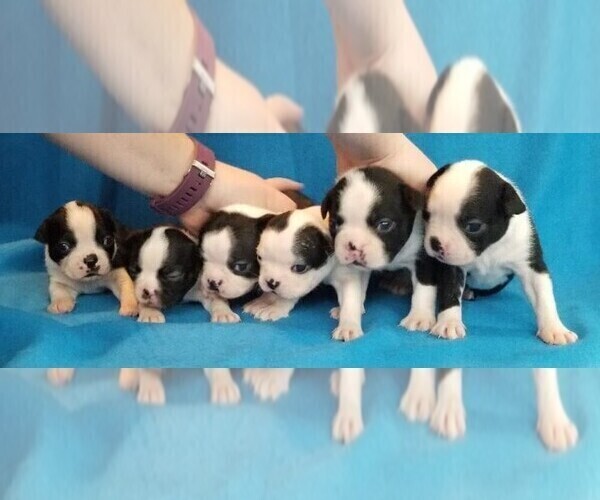 Medium Photo #1 Boston Terrier Puppy For Sale in COLUMBIA, MD, USA