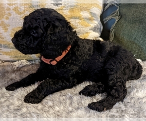 Goldendoodle-Poodle (Miniature) Mix Litter for sale in PLACERVILLE, CA, USA