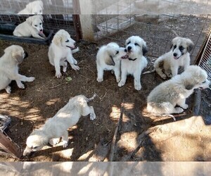 Great Pyrenees Litter for sale in AGRA, OK, USA