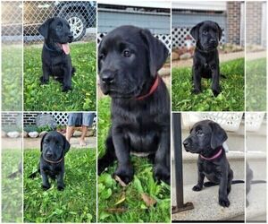 Labrador Retriever Litter for sale in CLEVELAND, OH, USA