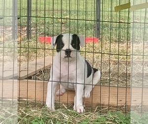 American Bulldog Litter for sale in COLUMBIA, KY, USA