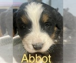 Small Photo #1 Bernese Mountain Dog Puppy For Sale in SHERIDAN, MI, USA