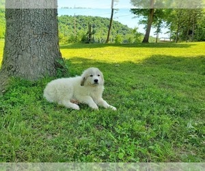 Great Pyrenees Litter for sale in WINDSOR, KY, USA