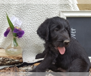 Labradoodle Litter for sale in MILLMONT, PA, USA
