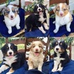 Small Photo #1 Australian Shepherd Puppy For Sale in PURDY, MO, USA