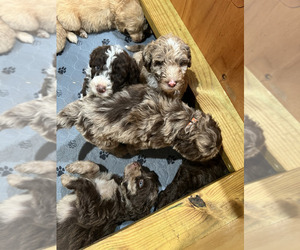 Aussiedoodle Litter for sale in NORGE, OK, USA