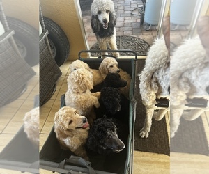 Poodle (Standard) Litter for sale in LADY LAKE, FL, USA