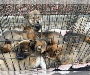 Chow Chow-Siberian Husky Mix Litter for sale in BLOUNTVILLE, TN, USA