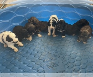 Pyredoodle Litter for sale in CHANDLER HEIGHTS, AZ, USA