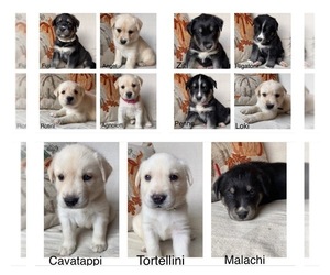 Labrador Retriever-Siberian Husky Mix Litter for sale in PRATTSBURGH, NY, USA