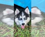 Small Pomsky