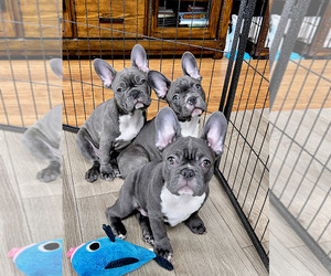French Bulldog Litter for sale in ALLENTOWN, PA, USA