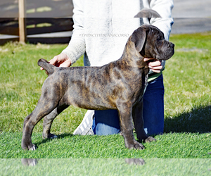 Cane Corso Litter for sale in CHISAGO CITY, MN, USA