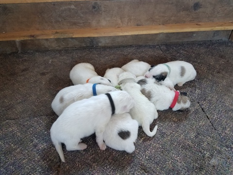 Medium Photo #1 Great Pyrenees Puppy For Sale in FRANKTOWN, CO, USA