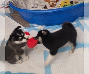 Pomsky Litter for sale in E WATERTOWN, MA, USA