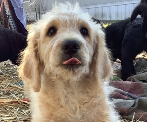 Labradoodle-Poodle (Standard) Mix Litter for sale in VIENNA, IL, USA