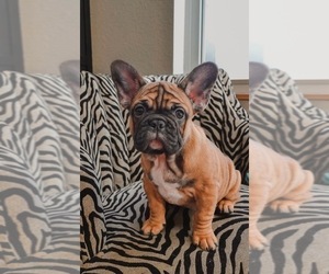 French Bulldog Litter for sale in ISSAQUAH, WA, USA