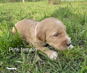 Goldendoodle Litter for sale in MOUNTAIN HOME, AR, USA