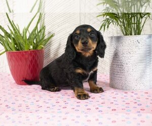 Dachshund Litter for sale in MILLERSBURG, OH, USA