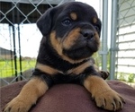 Small Photo #1 Carlin Pinscher Puppy For Sale in COBB, WI, USA