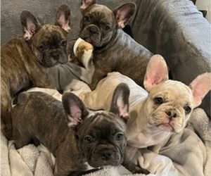 French Bulldog Litter for sale in SAINT LOUIS, MO, USA