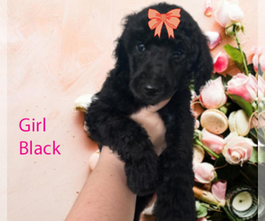 Poodle (Standard) Litter for sale in GULFPORT, MS, USA