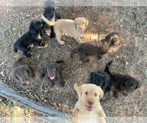 Labradoodle Litter for sale in GUTHRIE, OK, USA