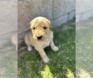 Golden Retriever Litter for sale in NORCO, CA, USA