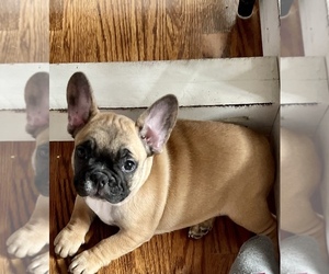 French Bulldog Litter for sale in FOREST, VA, USA