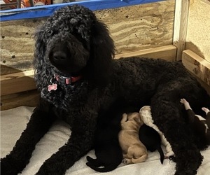 Goldendoodle Litter for sale in EL PASO, TX, USA