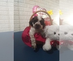 Small Photo #1 Cocker Spaniel-Poodle (Miniature) Mix Puppy For Sale in SHIPSHEWANA, IN, USA