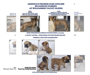 Olde English Bulldogge Litter for sale in PRESCOTT, AZ, USA