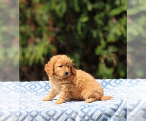 Goldendoodle (Miniature) Litter for sale in NAPPANEE, IN, USA