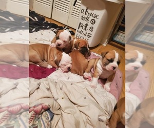 American Bulldog Litter for sale in CONWAY, SC, USA