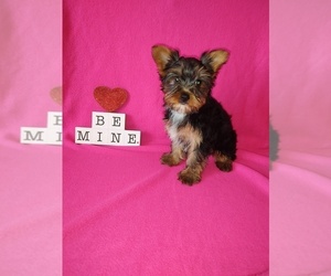 Yorkshire Terrier Litter for sale in LAPEER, MI, USA