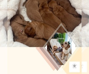Goldendoodle Litter for sale in FALL RIVER, MA, USA