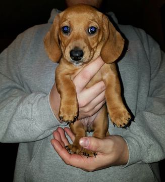 Medium Photo #1 Dachshund Puppy For Sale in WATERTOWN, NY, USA