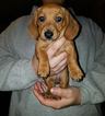 Small Photo #1 Dachshund Puppy For Sale in WATERTOWN, NY, USA