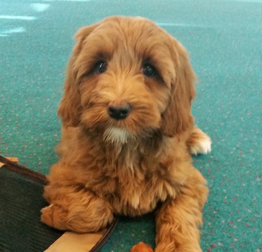 Medium Photo #1 Labradoodle Puppy For Sale in ANDOVER, MN, USA