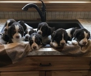English Springer Spaniel Litter for sale in CANFIELD, OH, USA