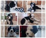 Small Photo #1 Border Collie-Sheepadoodle Mix Puppy For Sale in MARATHON, WI, USA