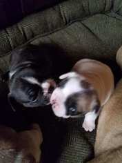 French Bulldog Litter for sale in ELMWOOD PARK, IL, USA