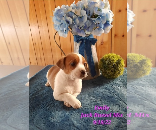 Medium Photo #1 Jack Russell Terrier-Unknown Mix Puppy For Sale in SHIPSHEWANA, IN, USA