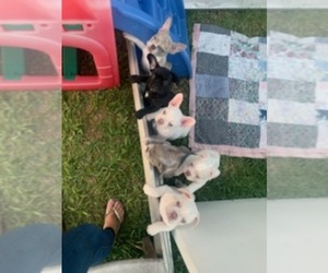 French Bulldog Litter for sale in COOPER CITY, FL, USA