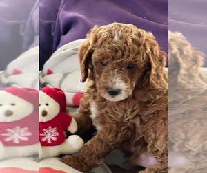 Poodle (Miniature) Litter for sale in MONTREAL, MO, USA
