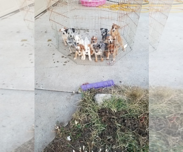Medium Photo #1 Texas Heeler Puppy For Sale in PAOLA, KS, USA