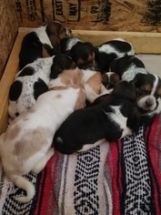 Basset Hound Litter for sale in WEST PLAINS, MO, USA