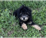 Small Photo #1 Bernedoodle (Miniature) Puppy For Sale in UNIONVILLE, IA, USA
