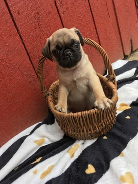 Medium Photo #1 Pug Puppy For Sale in BELLEVILLE, PA, USA
